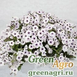 Семена Петуния гибридная Пендолино Виолет Айс 100драже