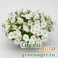 Семена Петуния гибридная Пендолино Вайт 100драже