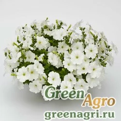 Семена Петуния гибридная Пендолино Вайт 100драже