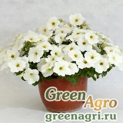 Семена Петуния гибридная Пендолино Еллоу Центр 100драже