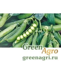 Семена Муцио 100 тыс. семян, Syngenta