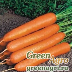 Семена Морковь Нанте (банка-500гр) (фракция 1,4-1,6мм)