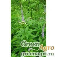 Семена Вероника сибирская (Veronica sibirica) 3 г