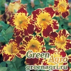 Губастик гибридный (Mimulus x hybrida) "Magic F1" (yellow blotch) raw 1000 шт.