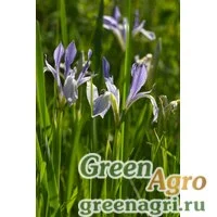 Семена Ирис молочно-белый (Iris lactea) 30 гр.