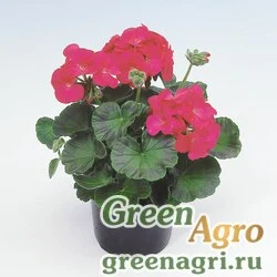 Семена Пеларгония х садовая (герань) (Pelargonium x hortorum) "Apache F1" (glow) raw 1000 шт.