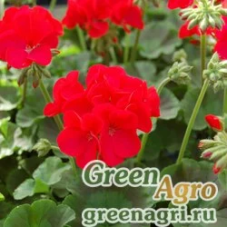 Пеларгония х садовая (герань) (Pelargonium x hortorum) "Apache F1" (red) coated 1000 шт.