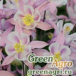Семена Аквилегия обыкновенная (Aquilegia vulgaris) "Winky" (pink) Raw 100 шт.