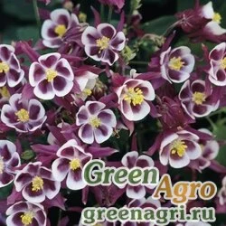 Семена Аквилегия обыкновенная (Aquilegia vulgaris) "Winky" (purple white) Raw 100 шт.