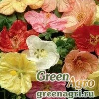 Семена Абутилон гибридный (Abutilon hybridum) "Bella" (mix select) raw 100 шт.