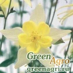 Семена Аквилегия гибридная (Aquilegia hybrida) "SWAN F1" (YELLOW) raw 100 шт.