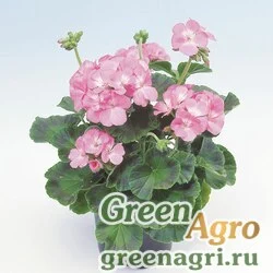 Семена Пеларгония х садовая (герань) (Pelargonium x hortorum) "Apache F1" (pink) coated 1000 шт.