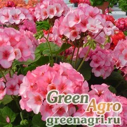 Семена Пеларгония х садовая (герань) (Pelargonium x hortorum) "Apache F1" (star) raw 1000 шт.