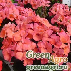 Семена Пеларгония х садовая (герань) (Pelargonium x hortorum) "Apache F1" (salmon) coated 1000 шт.