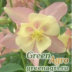 Семена Аквилегия гибридная (Aquilegia hybrida) "SWAN F1" (PINK AND YELLOW) raw 100 шт.