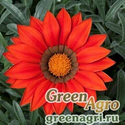 Семена Гацания жестковатая (Gazania rigens) "Frosty Kiss F1" (red) raw 1000 шт.
