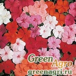 Семена Бальзамин Уоллера (Impatiens walleriana) "SUPER ELFIN – STANDARD F1" (MIX) raw 500 шт.