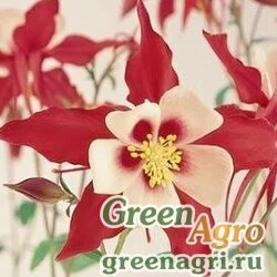 Семена Аквилегия гибридная (Aquilegia hybrida) "Swan F1" (red and white) raw 100 шт.