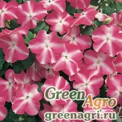 Семена Бальзамин Уоллера (Impatiens walleriana) "Accent F1" (rose star) raw 1000 шт.
