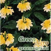 Семена Кроссандра воронковидная (Crossandra infundibuliformis) "Tropic" (yellow splash) raw 100 шт.