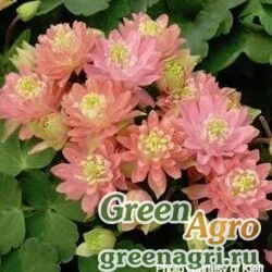 Семена Аквилегия обыкновенная (Aquilegia vulgaris) "CLEMENTINE" (SALMON ROSE) tuned 100 шт.