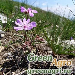 Герань клубневая (Geranium tuberosum) 1.5 гр.