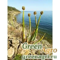 Семена Лук алтайский (Allium altaicum) 4 гр.