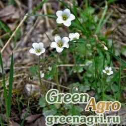 Камнеломка мягкая (Saxifraga mollis) 0,3 гр.