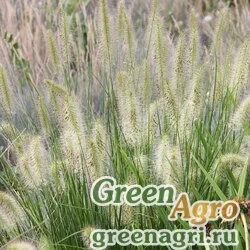 Семена Перистощетинник мохнатый (Pennisetum villosum) raw 1000 шт.