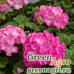 Семена Пеларгония х садовая (герань) (Pelargonium x hortorum) "Apache F1" (pink bicolour) raw 1000 шт.