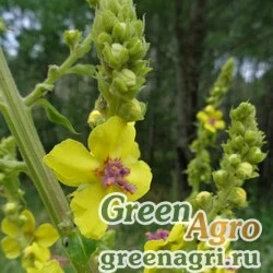Семена Коровяк Маршалла (Verbascum marchalianum) 10 гр.