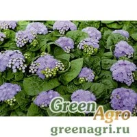 Семена Агератум мексиканский (Ageratum houstonianum) 