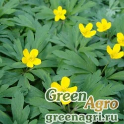 Семена Анемона лютичная (Anemone ranunculoides) 5 гр.
