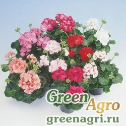 Семена Пеларгония х садовая (герань) (Pelargonium x hortorum) "Apache F1" (full mixture)) raw 1000 шт.