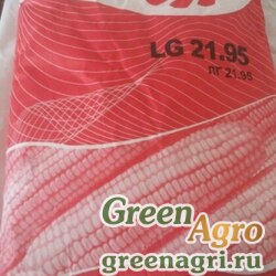 Семена Кукуруза, ЛГ 2195, 1 п.е. 50 тыс семян, LG