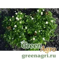 Семена Анемона лесная (Anemone sylvestris) 5 г