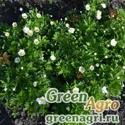 Семена Анемона лесная (Anemone sylvestris) 5 г