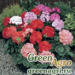 Семена Пеларгония х садовая (герань) (Pelargonium x hortorum) "Horizon F1" (formula mix) raw 1000 шт.