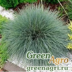 Семена Овсяница сизая (Festuca glauca) "Freddy" (blue green) raw 1000 шт.