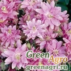 Семена Аквилегия обыкновенная (Aquilegia vulgaris) "CLEMENTINE" (ROSE) tuned 100 шт.