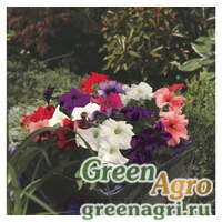 Семена Петуния грандифлора Тритуния УниМикс (UniMix) 1000драже Семена Петуния грандифлора Тритуния УниМикс (UniMix) 1000драже