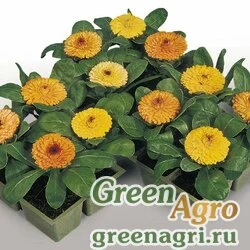 Семена Календула лекарственная (Calendula officinalis) "Gitana Fiesta" (mix) 100 гр.