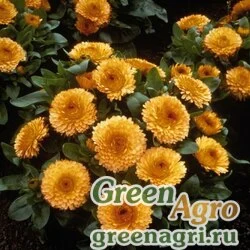 Семена Календула лекарственная (Calendula officinalis) "Bon Bon" (apricot) Raw 1000 шт.