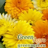 Семена Календула лекарственная (Calendula officinalis) 