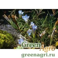 Семена Ипомея нил (Ipomoea nil) "Kikyo-zaki" (mix) 10 гр.
