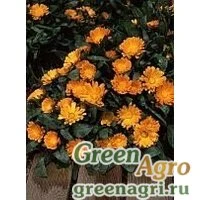 Календула лекарственная (Calendula officinalis) "Daisy" (orange) 20 гр.