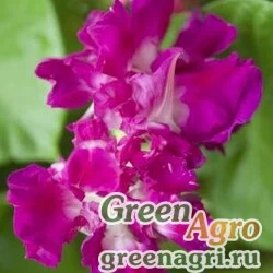 Семена Ипомея императорская (Ipomoea imperialis) "Sunrise Serenade" 10 гр.