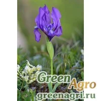 Семена Ирис безлистный (Iris aphylla) 8 гр.