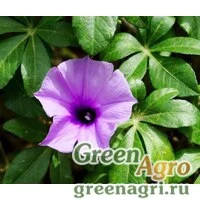 Семена Ипомея каирская (Ipomoea carica) 1 гр.