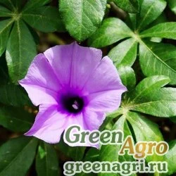 Семена Ипомея каирская (Ipomoea carica) 1 гр.